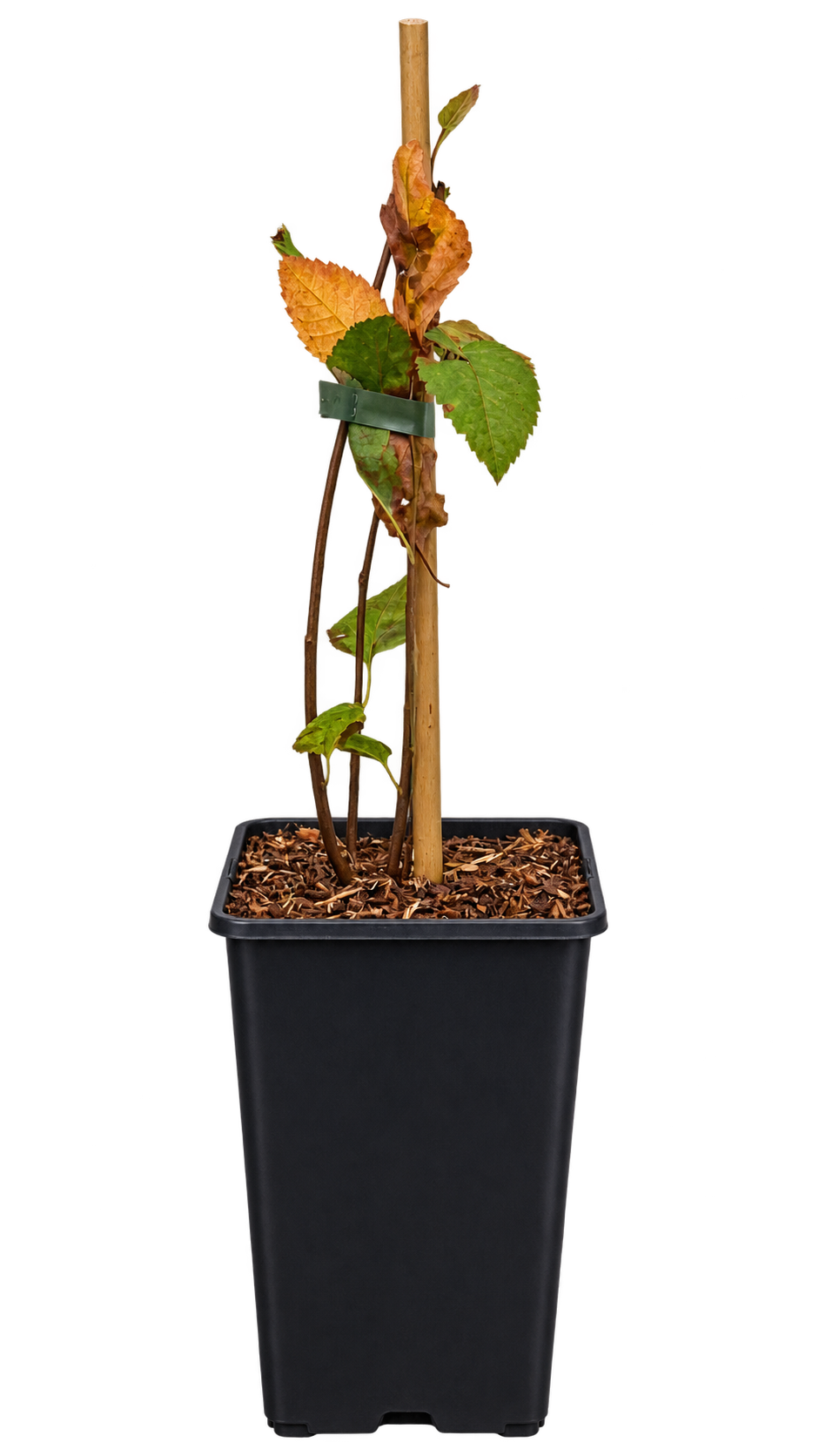 Felsenbirne ‘Prince William’ – Amelanchier, winterharter Obststrauch mit essbaren Früchten – 40–60 cm inkl. Topf