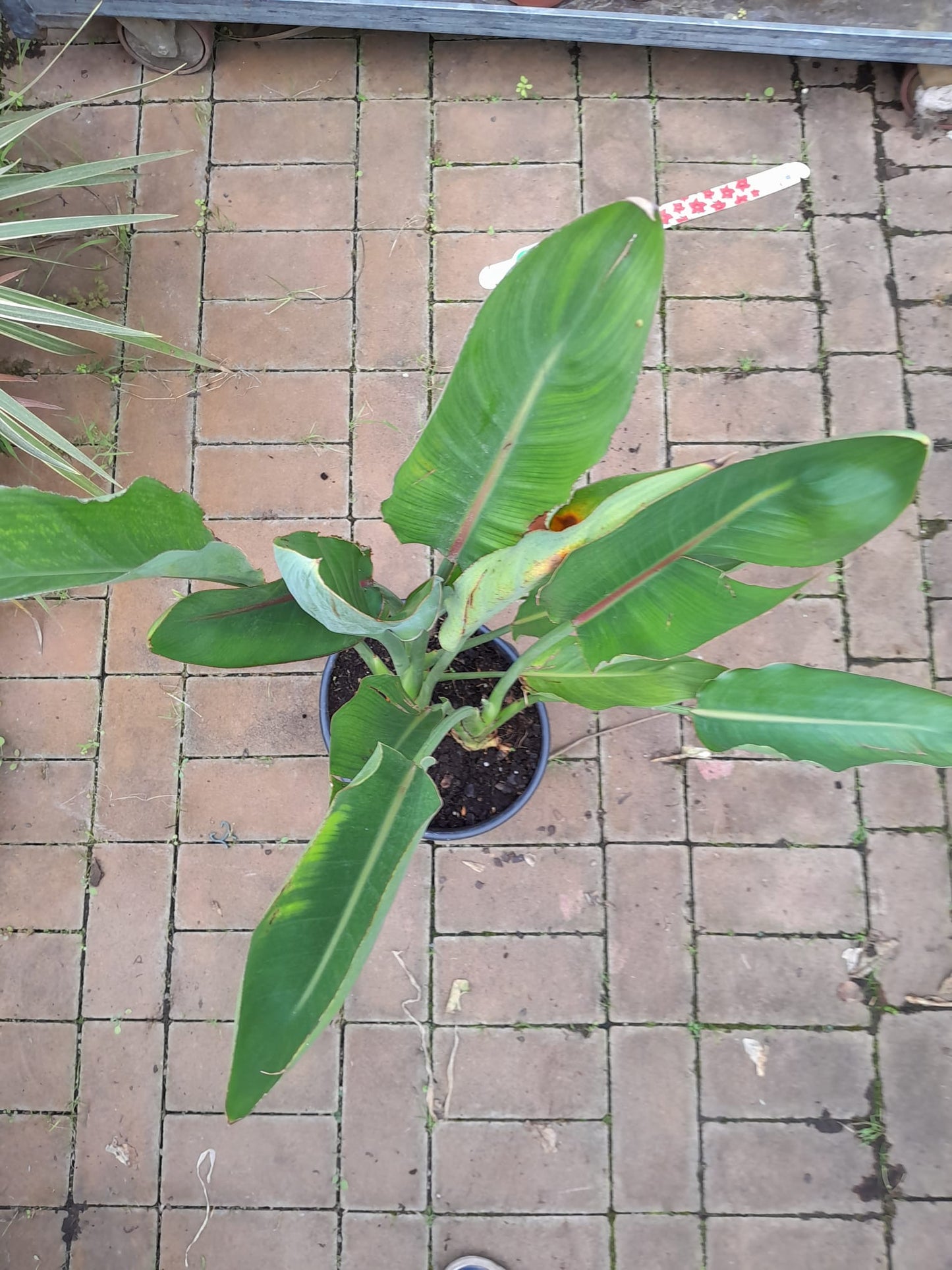 Strelitzia reginae 80-100 cm / 2 -3 Pflanzen pro Topf 5-6 Jahre alte Pflanze Paradiesvogelblume