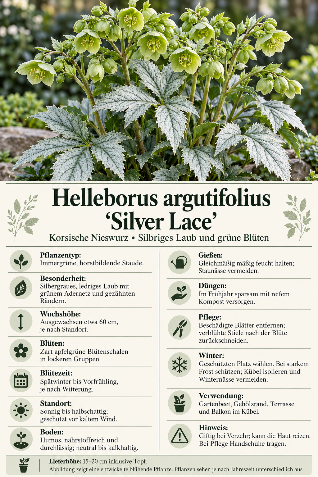 Korsische Nieswurz ‘Silver Lace’ – Helleborus argutifolius, immergrüne Staude mit silbrigem Laub – 15–20 cm inkl. Topf