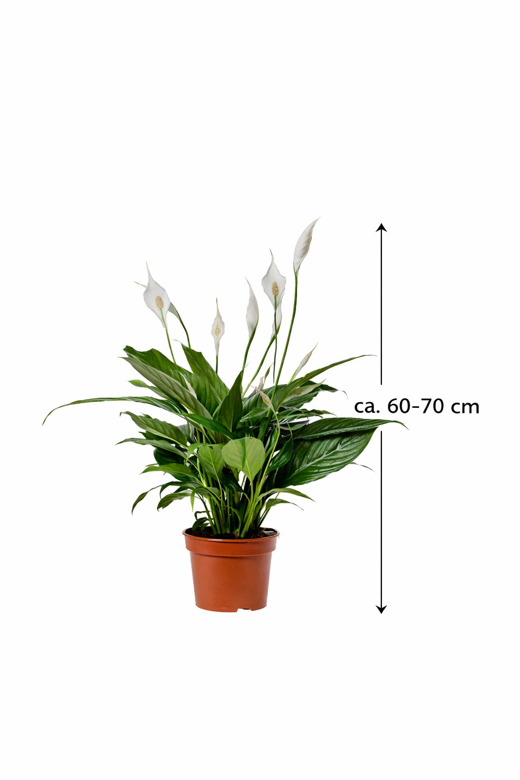 Einblatt Spathiphyllum Sweet Benito 60–70 cm – Friedenslilie Zimmerpflanze luftreinigend