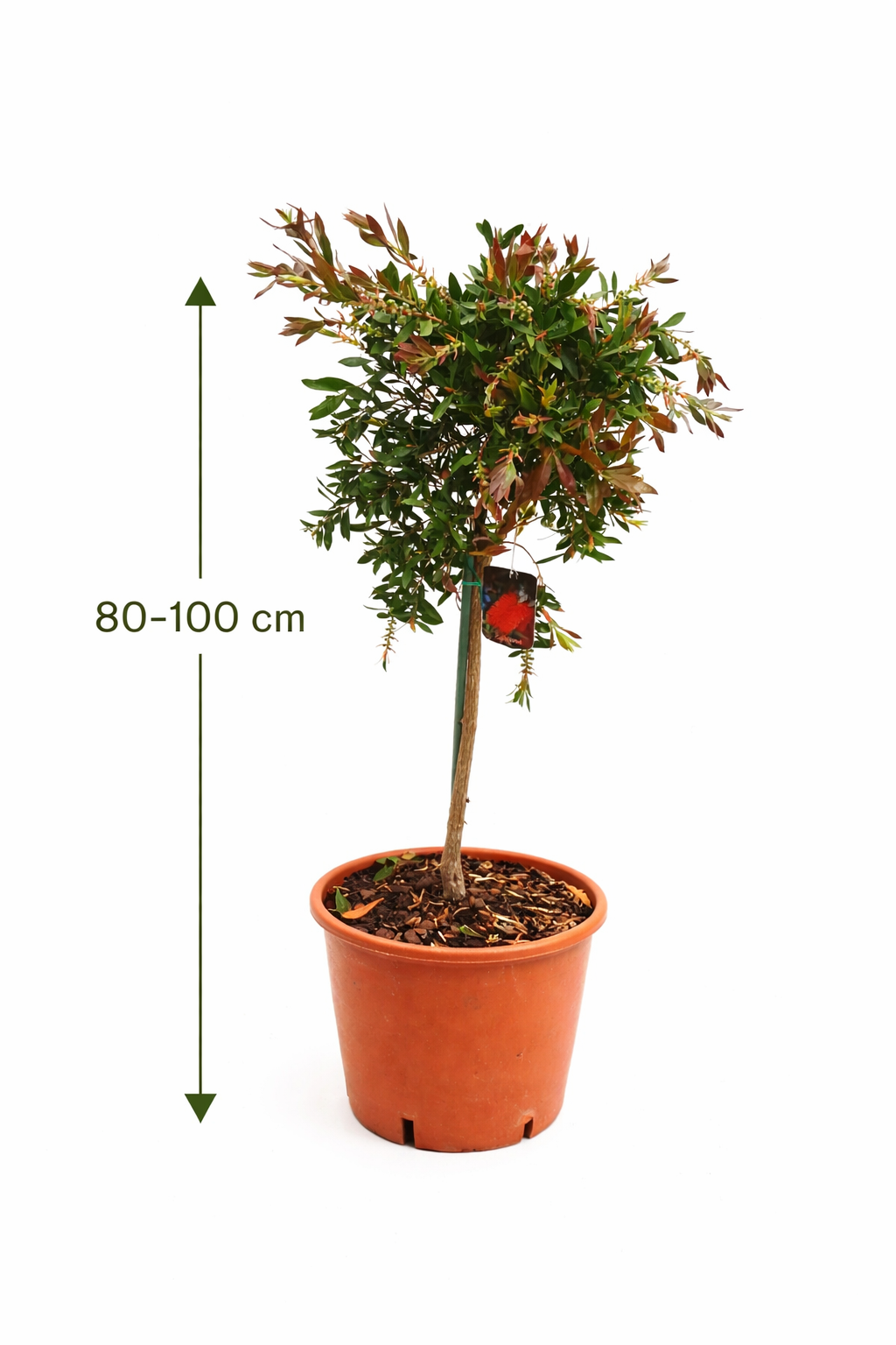 Karminroter Zylinderputzer Stämmchen (Callistemon Splendens) ca. 100 cm – Flaschenputzer Pflanze, immergrüne Kübelpflanze mit roten Blüten