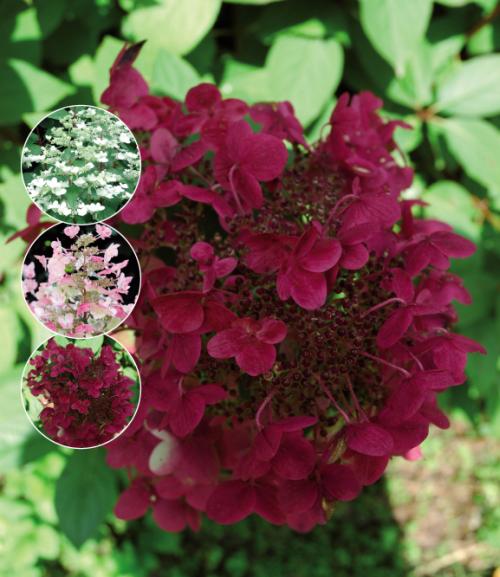 Rispenhortensie 'Wim’s Red' – Hydrangea paniculata im 3L Topf | Blühfreudiger Zierstrauch in Rot-Weiß