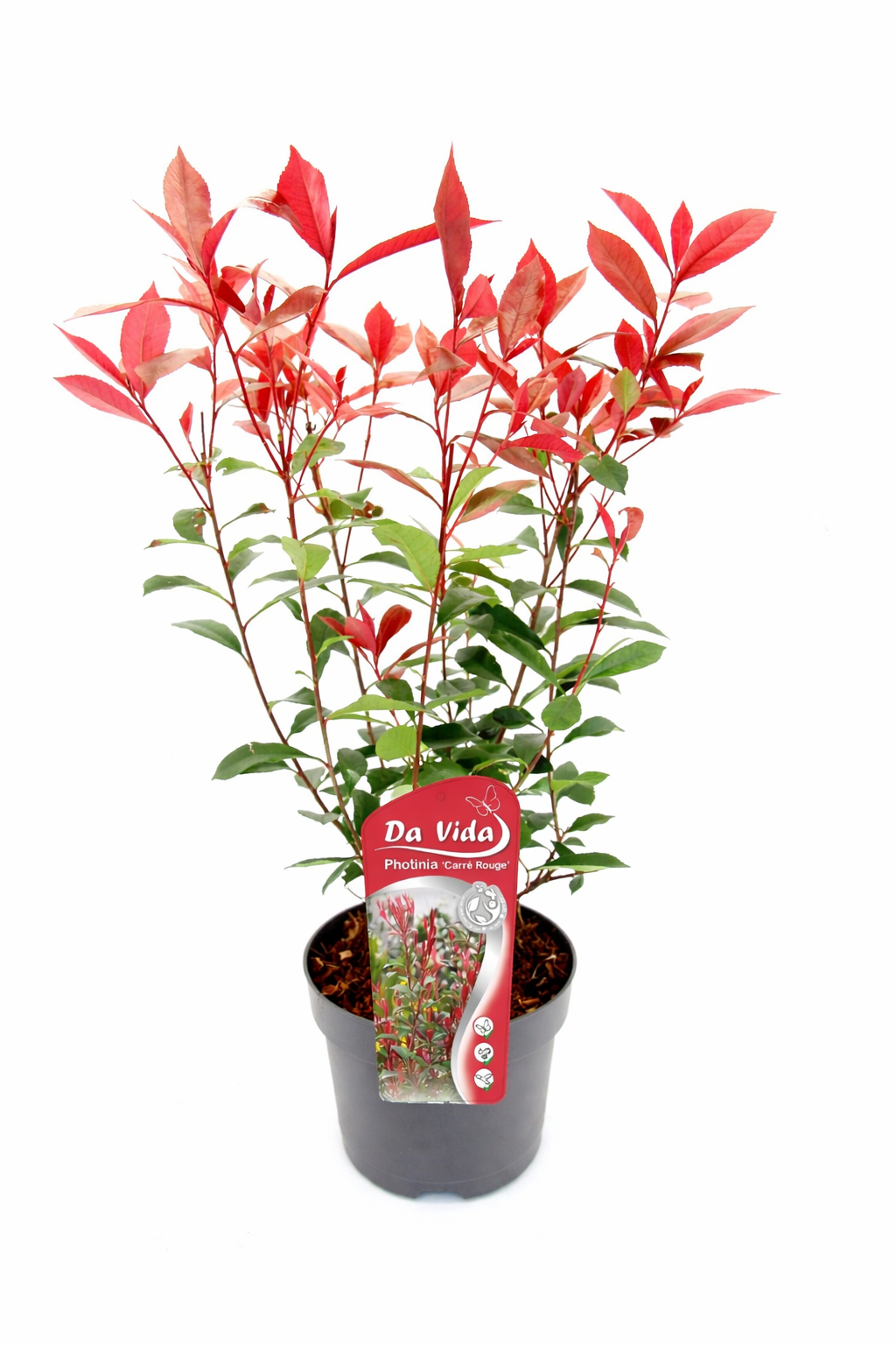Glanzmispel Carré Rouge 40–60 cm – Rote Heckenpflanze, Photinia fraser –  Blumen-Senf®