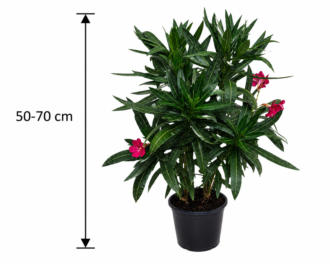 Roter Oleander Nerium oleander Einfachblüte Mediterrane Kübelpflanze Blühstrauch 50–70 cm
