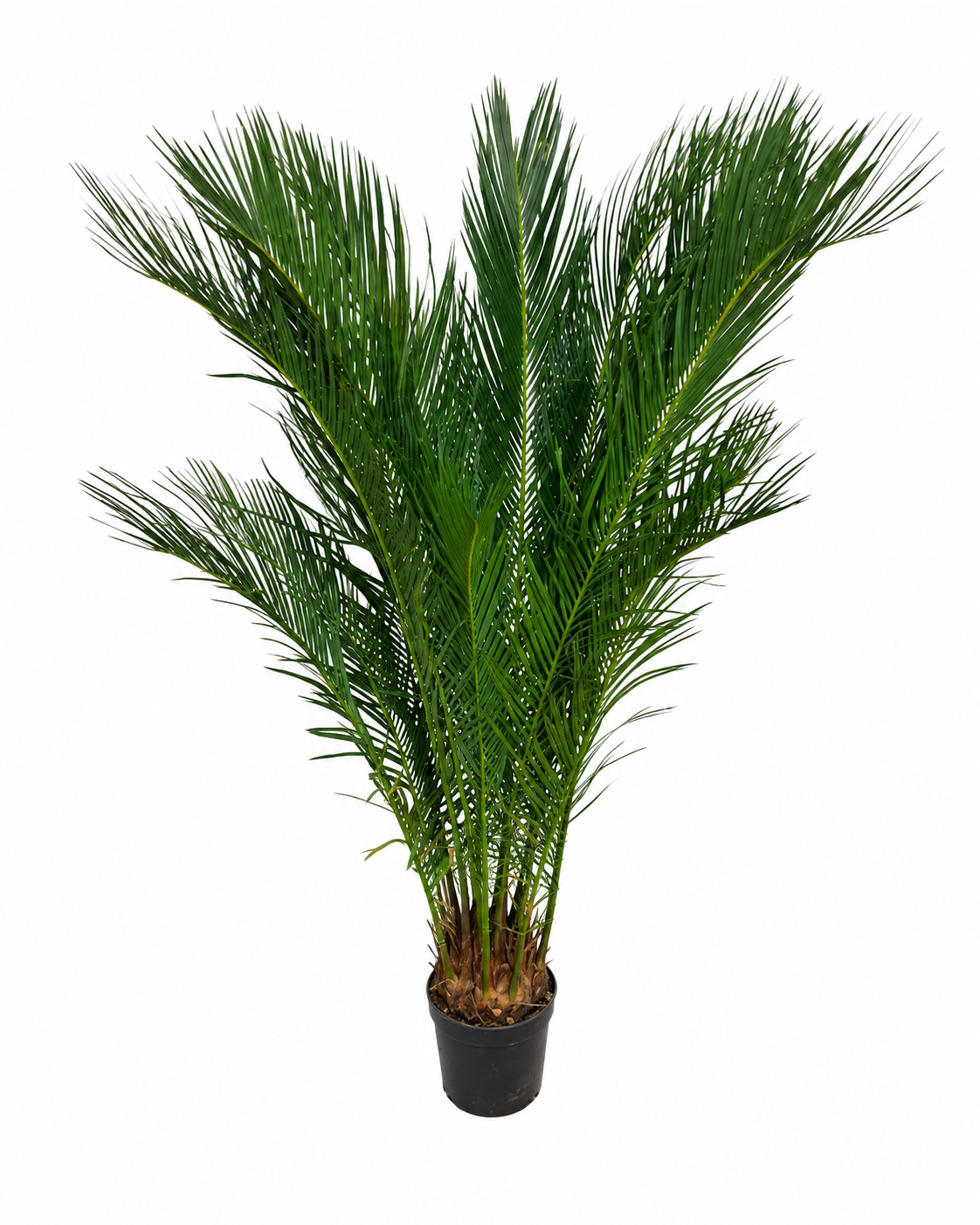 Cycas Revoluta ca. 100 cm – Palmfarn Sagopalme Zimmerpalme Exotische Grünpflanze