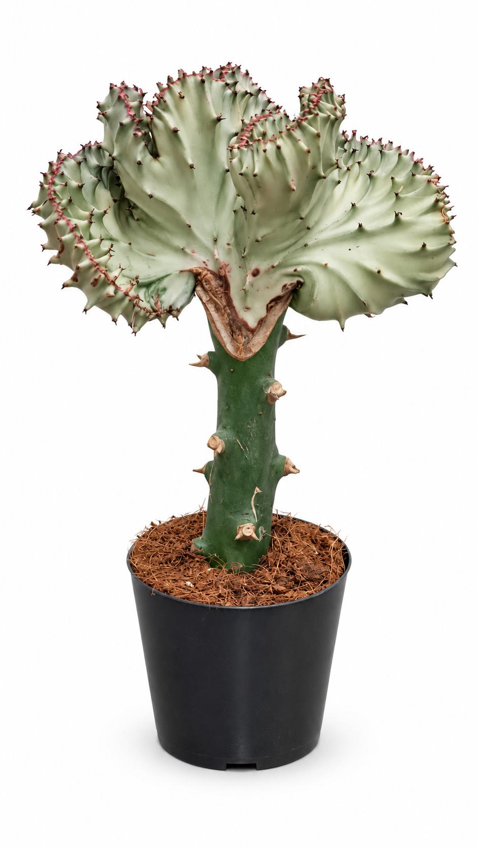 Euphorbia lactea ‘Cristata’ Weiß ca. 30 cm – Korallenkaktus als außergewöhnliche Zimmerpflanze