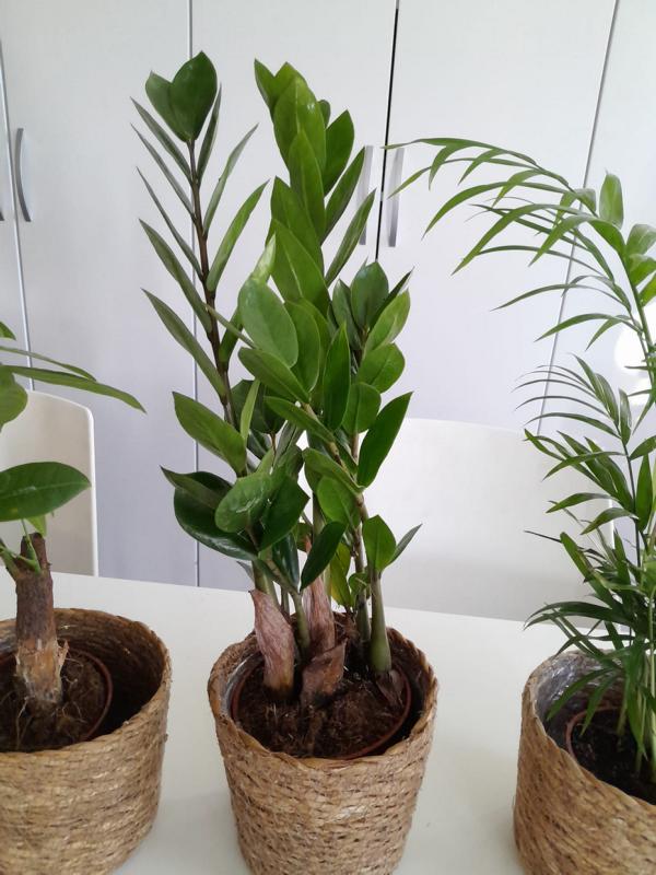 Zamioculcas, Pachira & Bergpalme ca. 40 cm Höhe Korbübertopf Set – Pflegeleichte Zimmerpflanzen für Ihr Zuhause