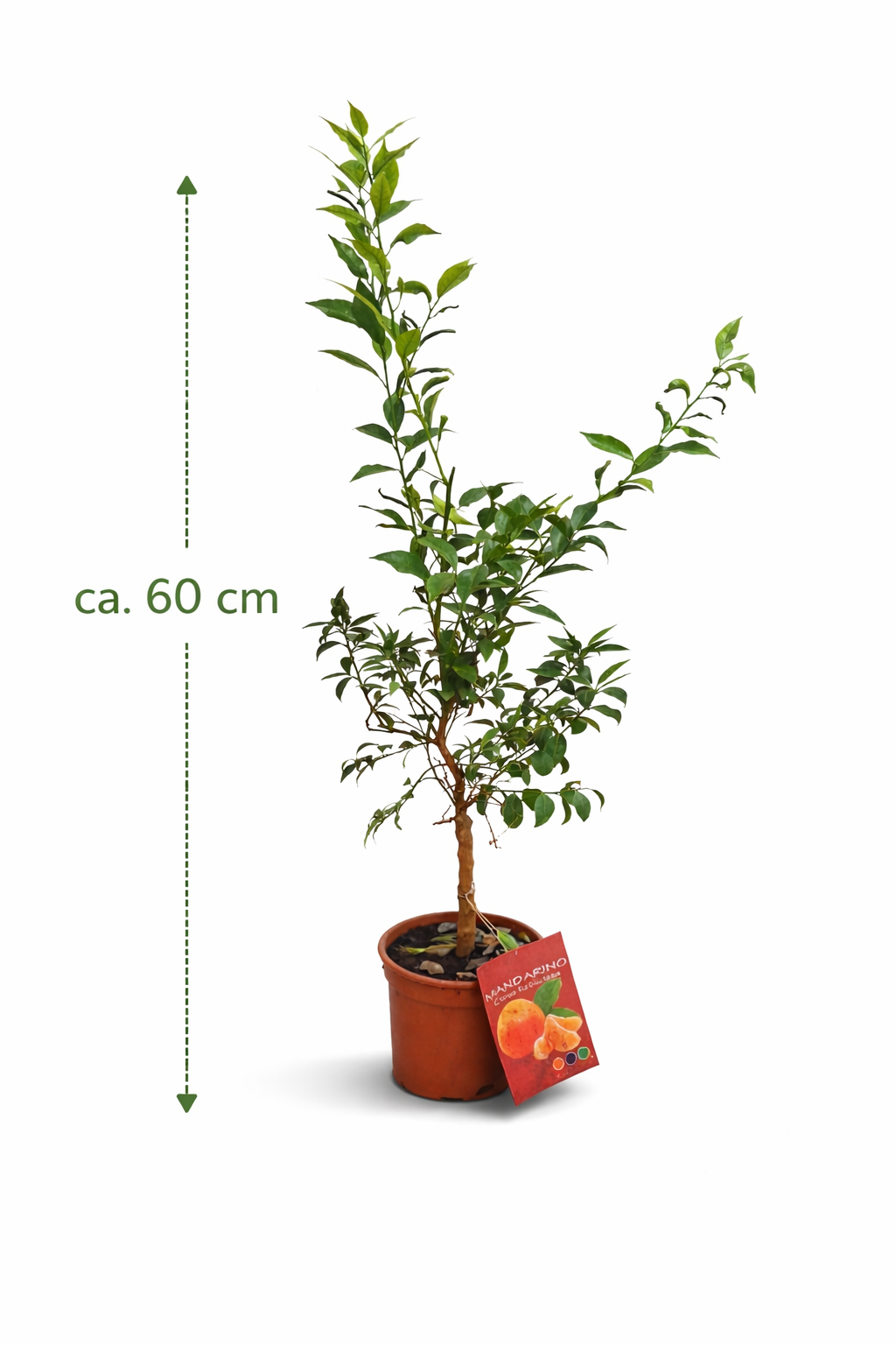 Mandarinenbaum ca. 60 cm – Citrus reticulata – Mediterranes Zitrusbäumchen, Orangenbaum klein, Zimmerpflanze & Kübelpflanze