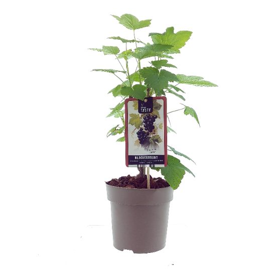 Schwarze Johannisbeere ‘Öjebyn’ (Ribes nigrum) – kräftiger Beerenstrauch, winterhart, 40–60 cm, reich tragend & aromatisch