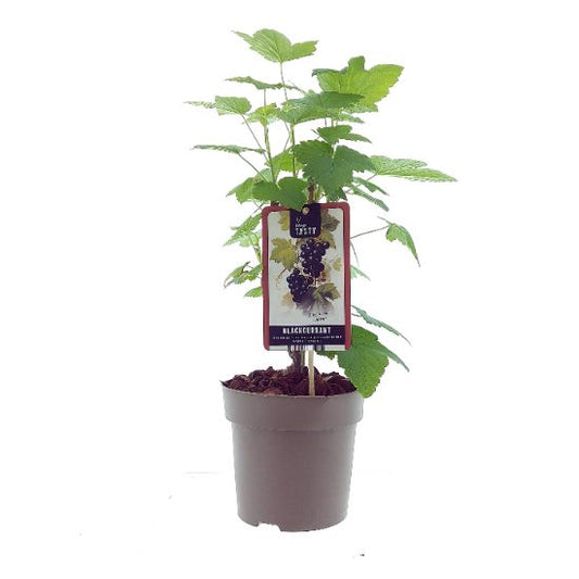 Schwarze Johannisbeere ‘Öjebyn’ (Ribes nigrum) – kräftiger Beerenstrauch, winterhart, 40–60 cm, reich tragend & aromatisch