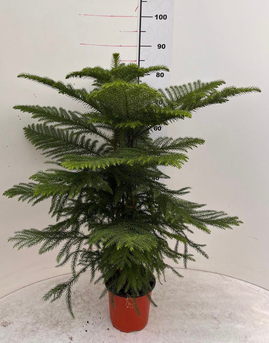 Araucaria Hawaii 80-100 cm - Exotische Zimmerpflanze - Dein grüner Blickfang im Wohnzimmer