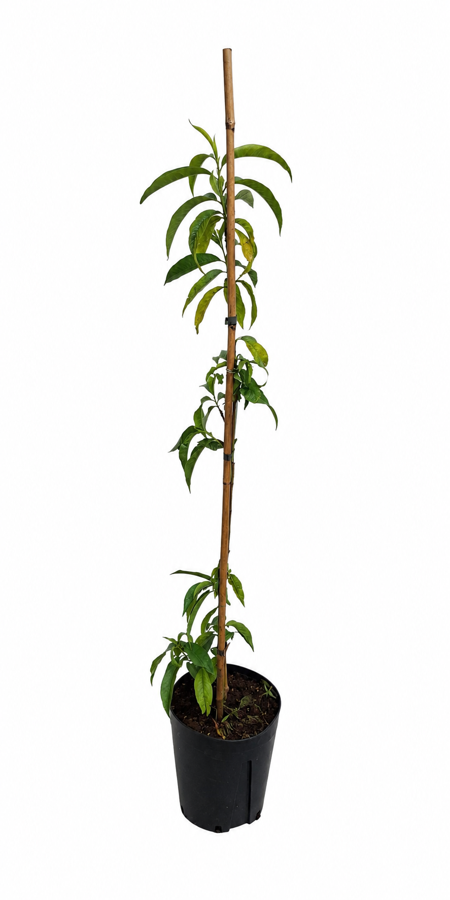 Pfirsichbaum Prunus persica ‘Precoce’ – früher Pfirsich, Obstbaum 100–140 cm, winterhart