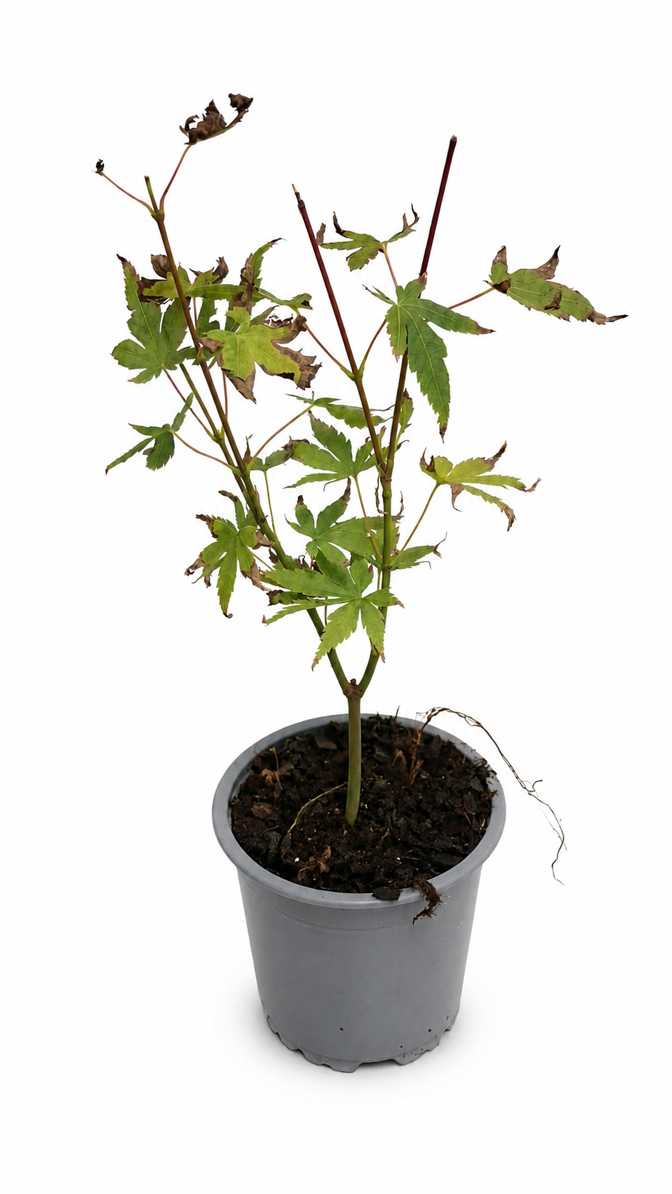 Acer palmatum ‘Orange Dream’ ca. 30 cm – Japanischer Fächerahorn mit leuchtender Herbstfärbung für Garten und Kübel