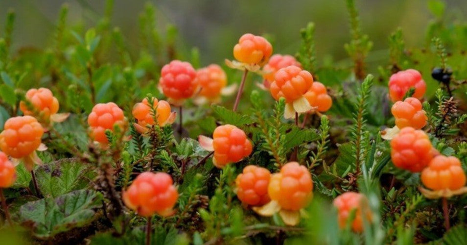 Rubus xanthocarpus 30-60 cm Die Gelbe Brombeere  Exotische Früchte für Ihren Garten