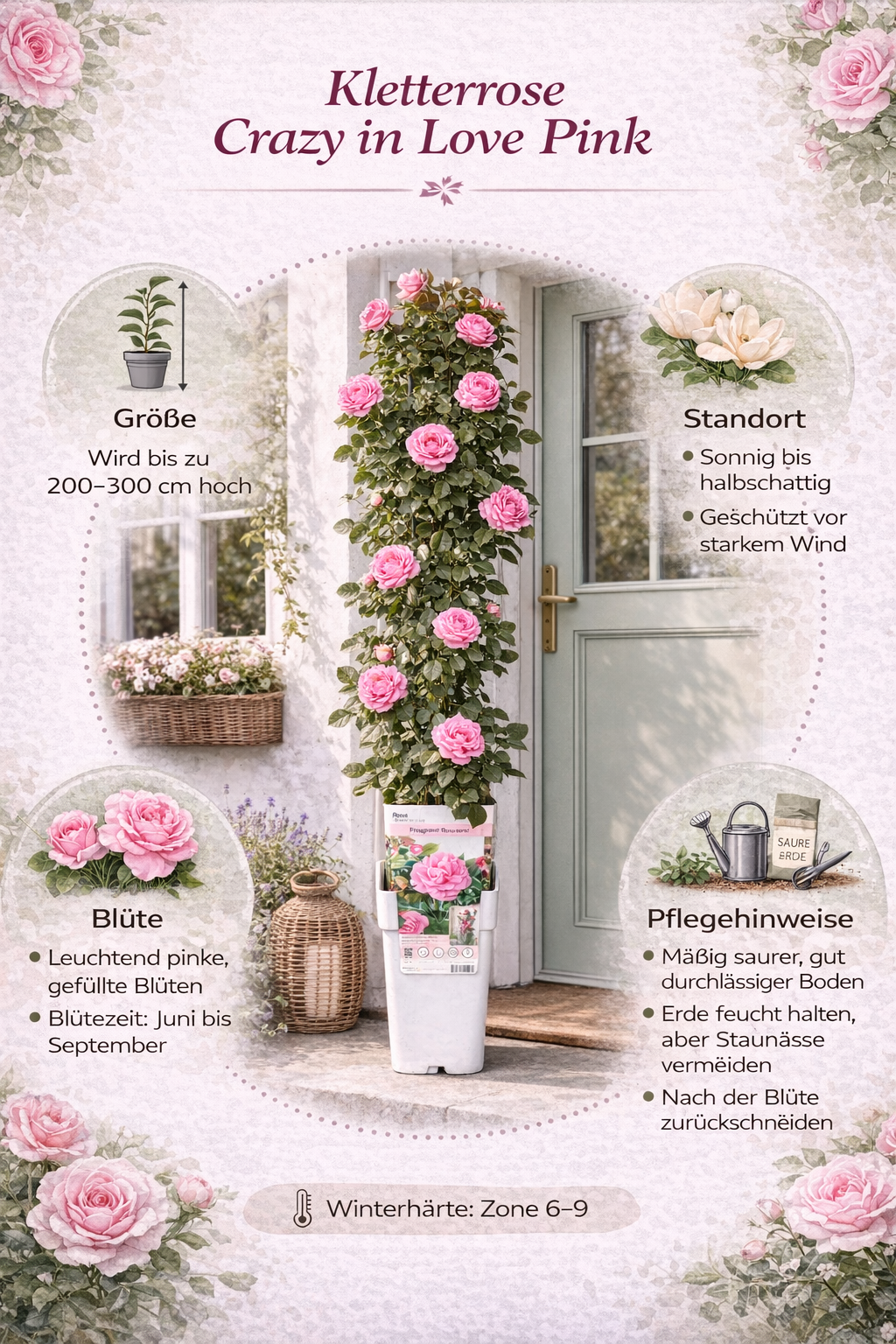 Kletterrose Rosa Crazy in Love Pink 50-70 cm Edelrose rosa blühend winterhart duftend Gartenrose Rankrose