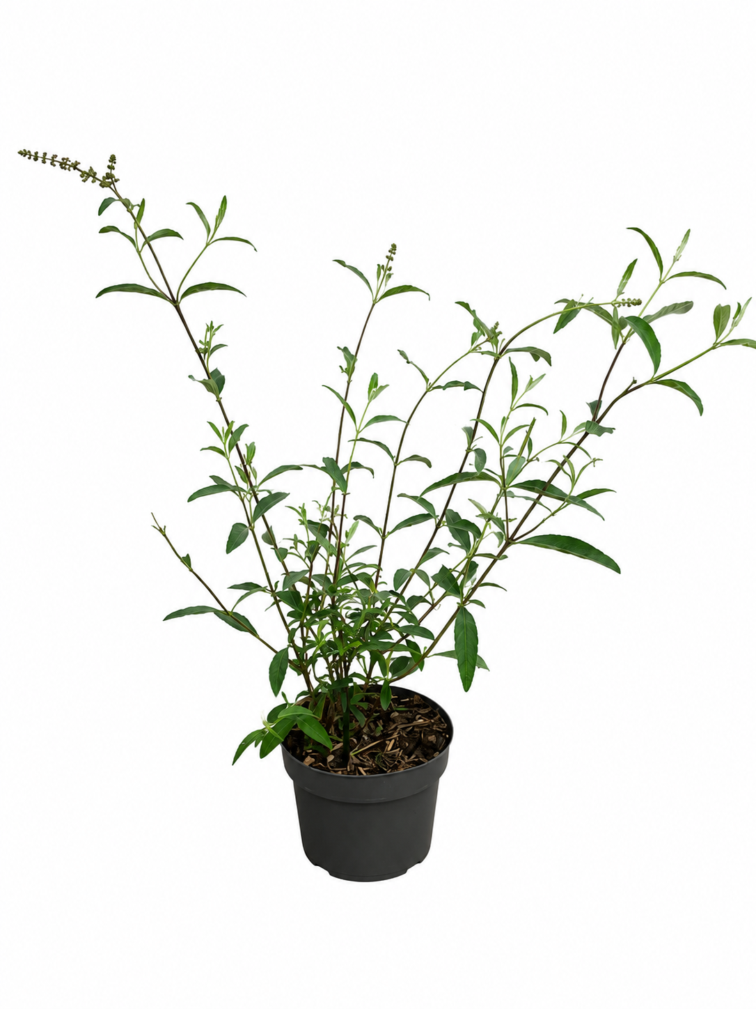 Buddleja davidii 'Royal Red' 40–60 cm – Sommerflieder – Schmetterlingsflieder – Blütenstrauch im 3L Topf