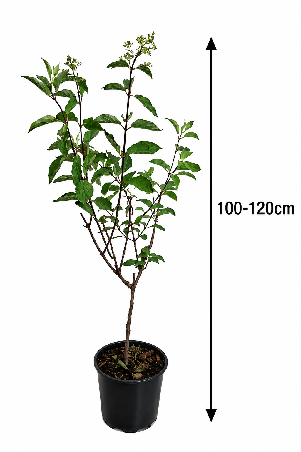 Hydrangea paniculata 'Magical Andes' Stämmchen 100–120 cm – Rispenhortensie Stamm, winterhart, Blütenstrauch für Garten, Terrasse & Kübel