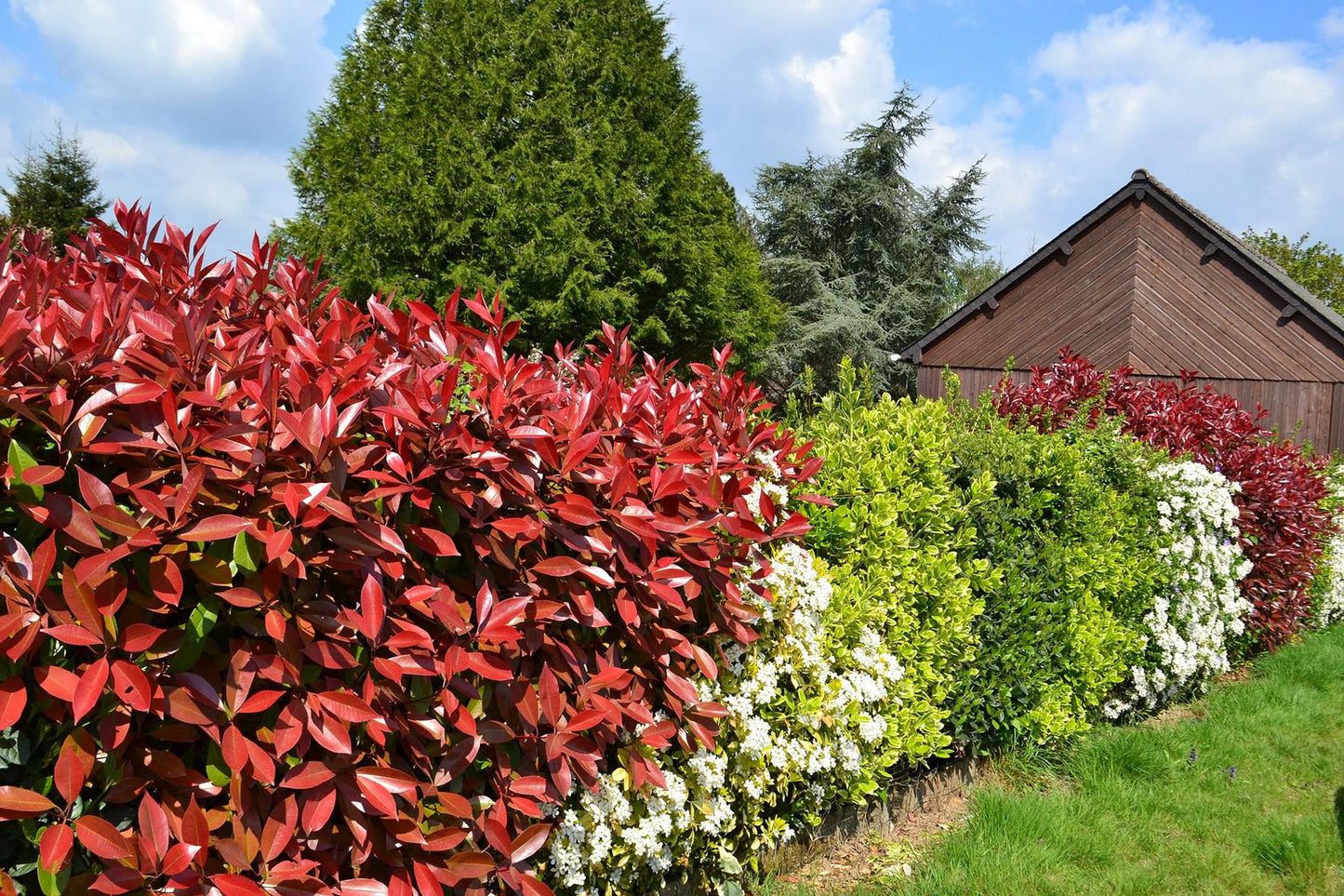 Rote Glanzmispel Red Robin 120-140 cm Photinia fraseri 'Red Robin' Solitärpflanze