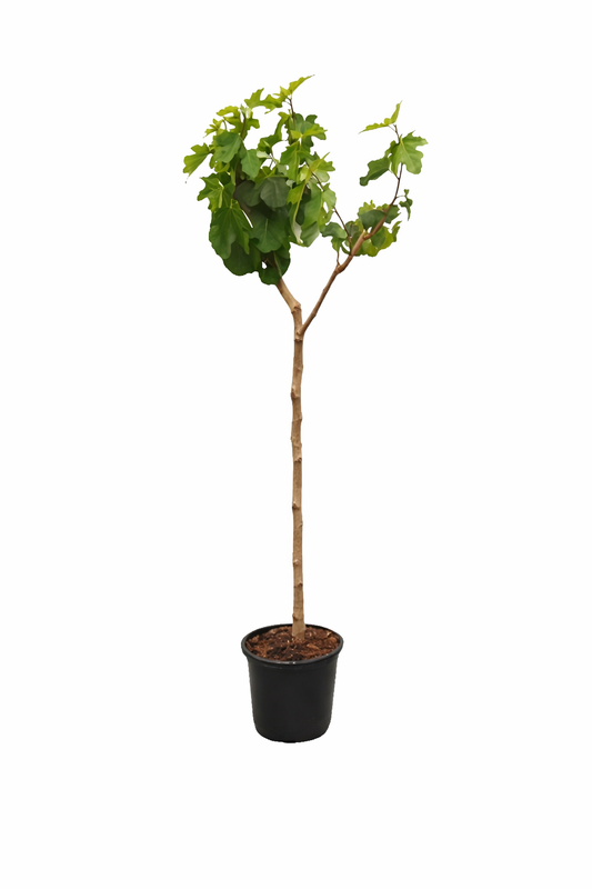 Feige Napolitana Baum 160-200 cm - Ficus carica -kräftiger Stamm - Feigenbaum