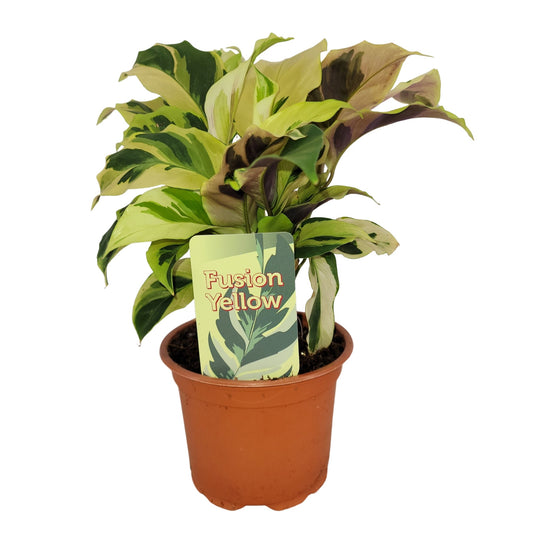 Calathea 'Fusion Yellow' - Tropische Schönheit mit leuchtendem Blattmuster, ca. 30 cm hoch