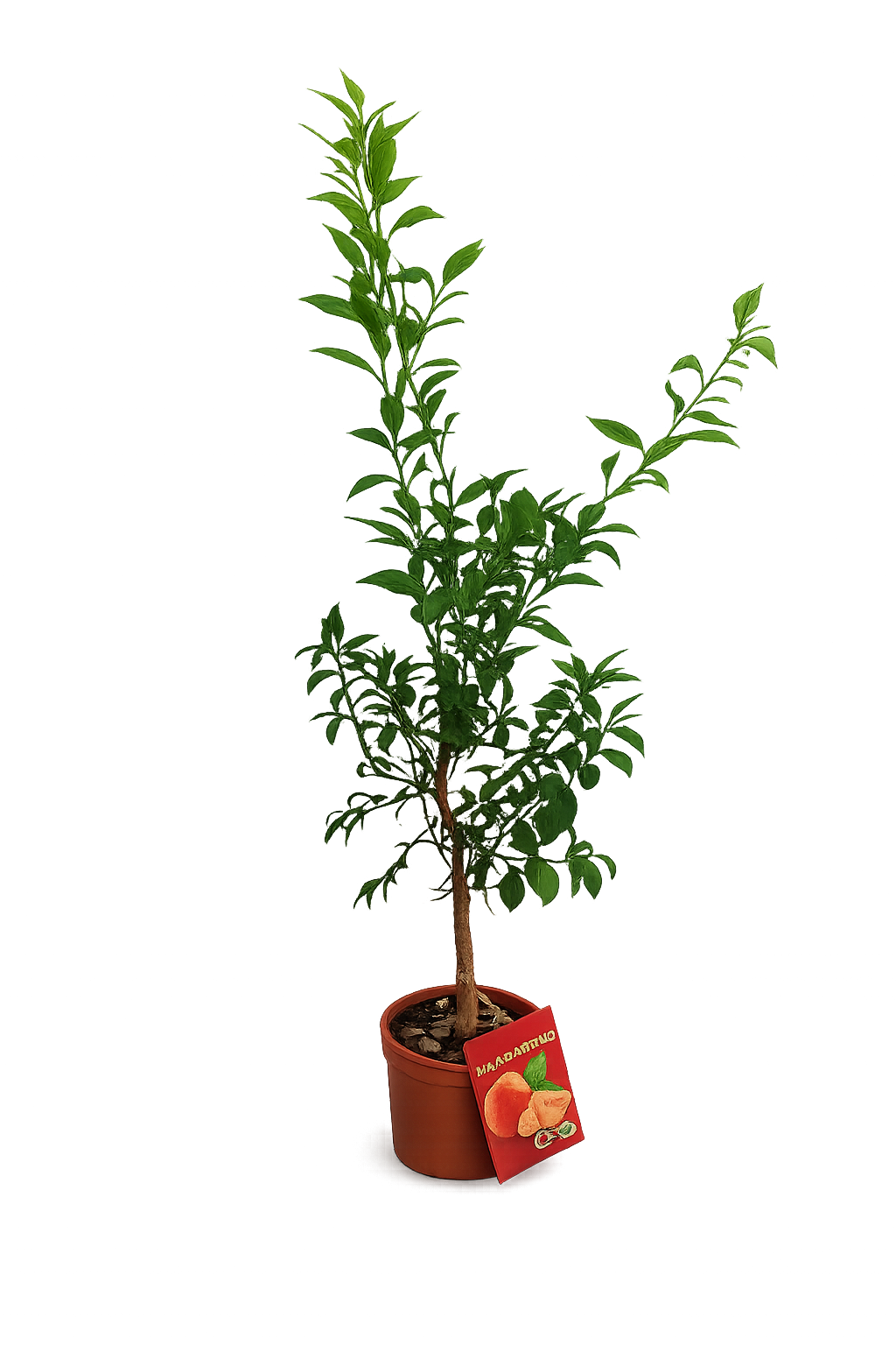 Mandarinenbaum ca. 60 cm – Citrus reticulata – Mediterranes Zitrusbäumchen, Orangenbaum klein, Zimmerpflanze & Kübelpflanze