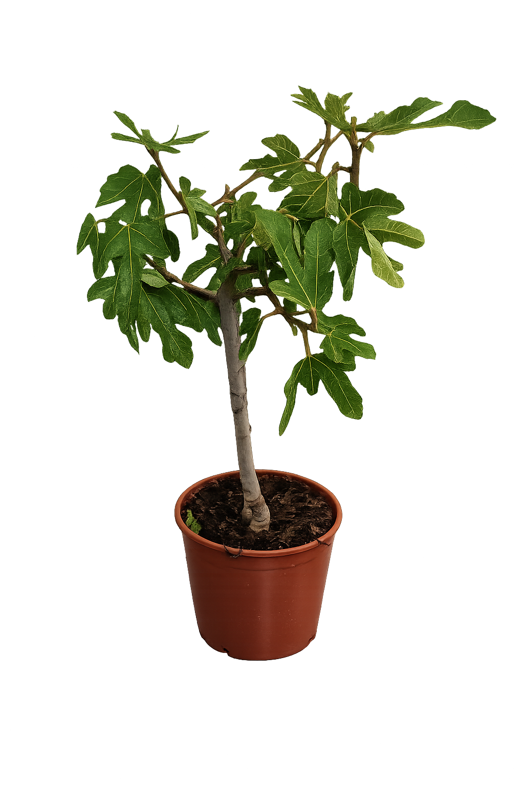 Ficus carica Ronde de Bordeaux Feigenbaum 70–100 cm – Echte Feige winterhart süße Früchte mediterrane Pflanze