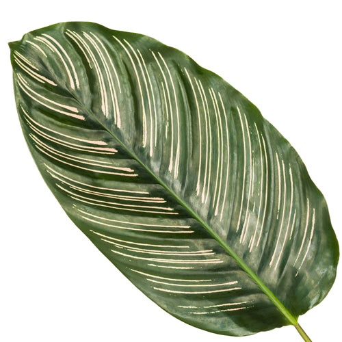 Calathea ornata Sanderiana 30-40 cm - Korbmarante - Zimmerpflanze - Grünpflanze - Haustierfreundlich