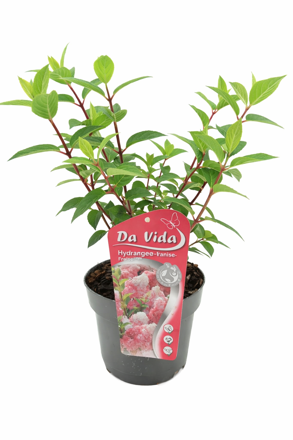 Rispenhortensie, Hydrangea paniculata, Vanille Fraise, winterhart, Gartenpflanze, Zierstrauch, 5 Liter Topf