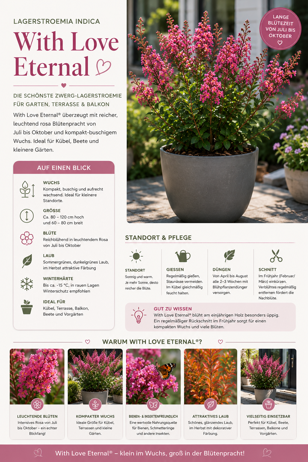 Lagerstroemia indica With Love Eternal® – Lagerstroemie | Indischer Flieder | Kreppmyrte ca. 40 cm
