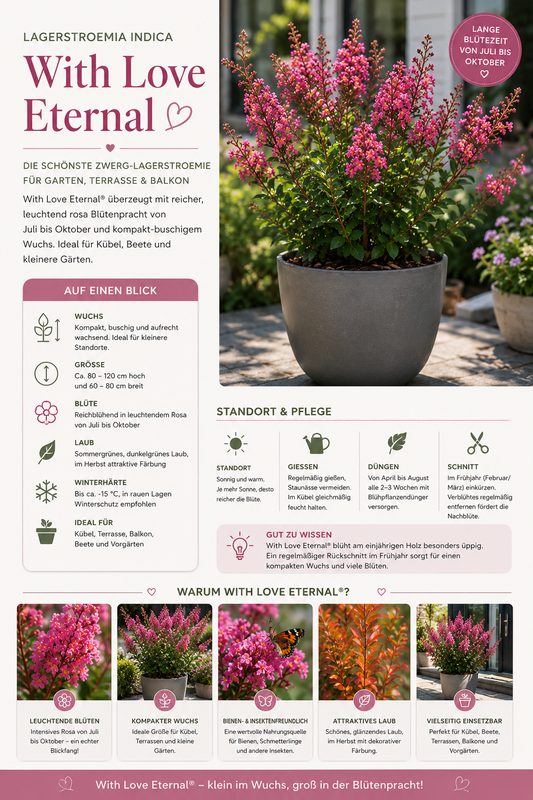 Lagerstroemia indica With Love Eternal® – Lagerstroemie | Indischer Flieder | Kreppmyrte ca. 40 cm