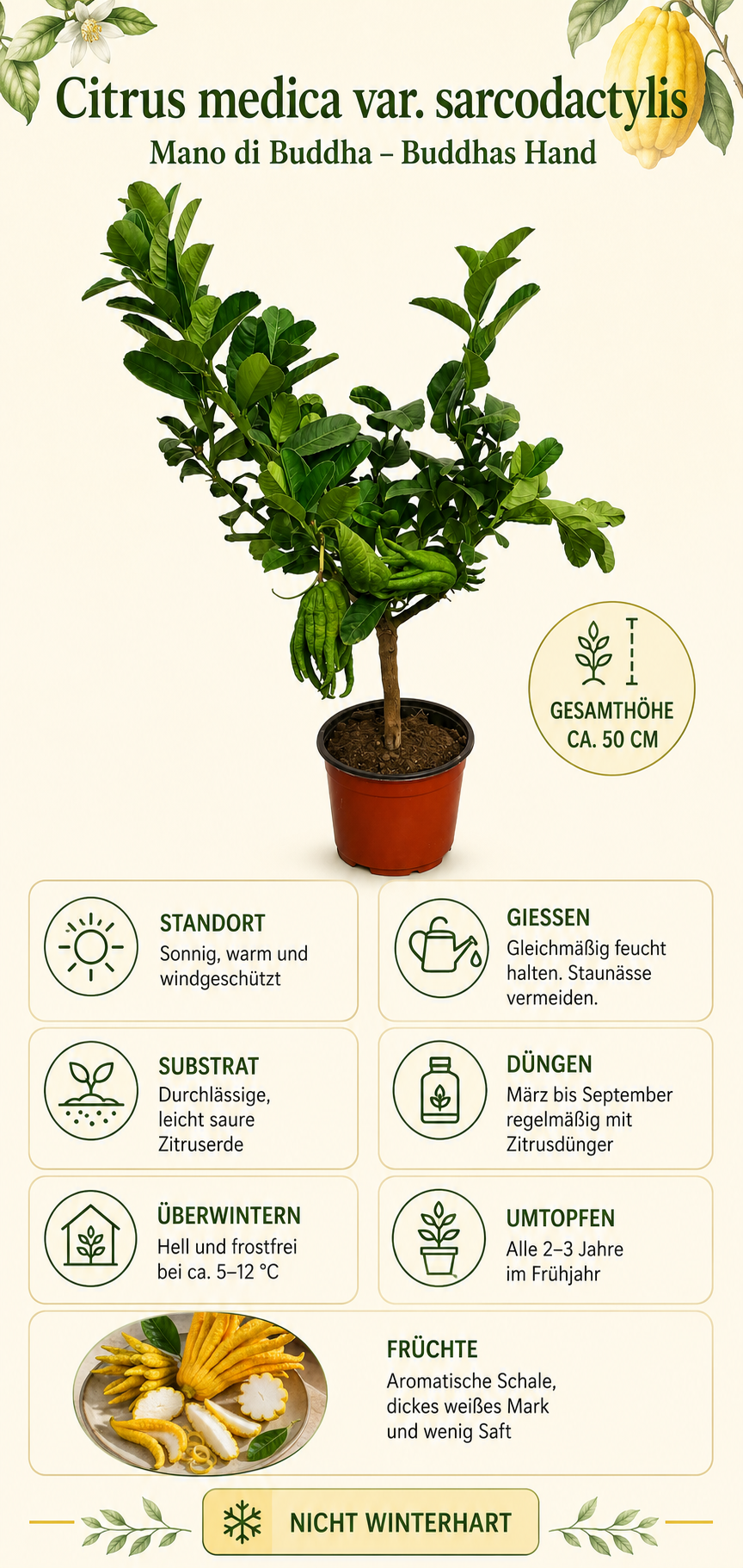 Buddhas Hand Zitronenbaum als Stämmchen ca. 50 cm – Citrus medica, Fingerzitrone & exotische Zitruspflanze