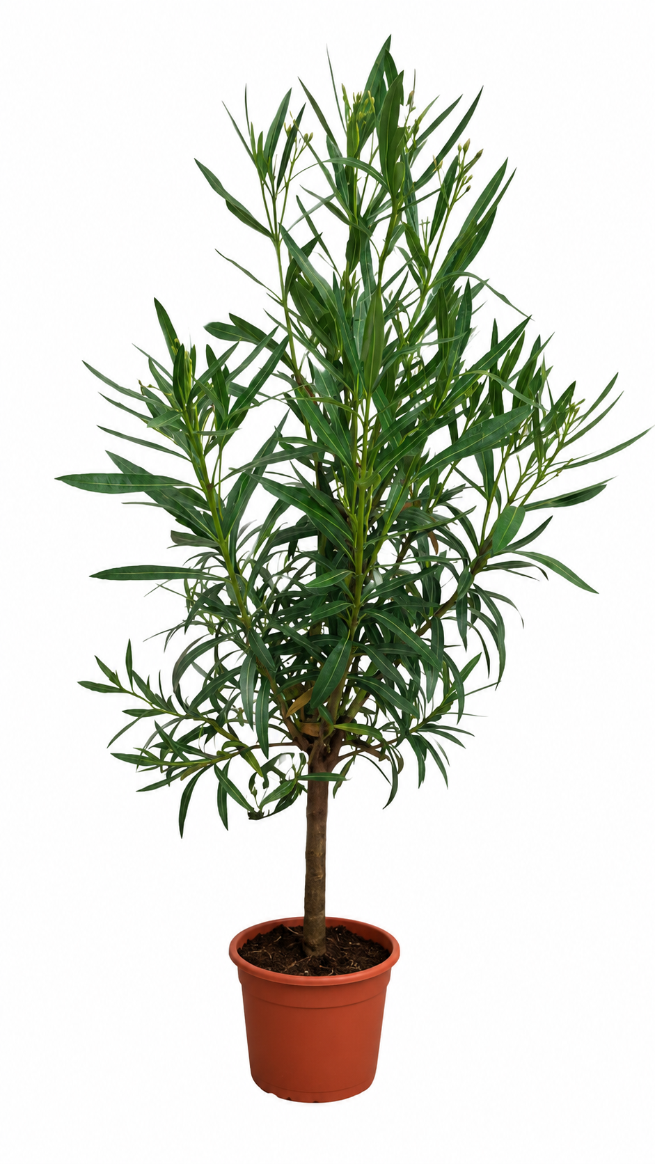 Nerium Oleander Soeur Agnes Stamm 120–150 cm – Weißer Oleander Stamm, mediterrane Kübelpflanze, Oleander Stämmchen