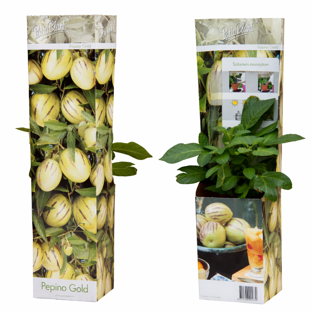 Solanum Pepino Gold 20–40 cm – Melonenbirne Pflanze | Exotische Obstpflanze für Balkon & Garten