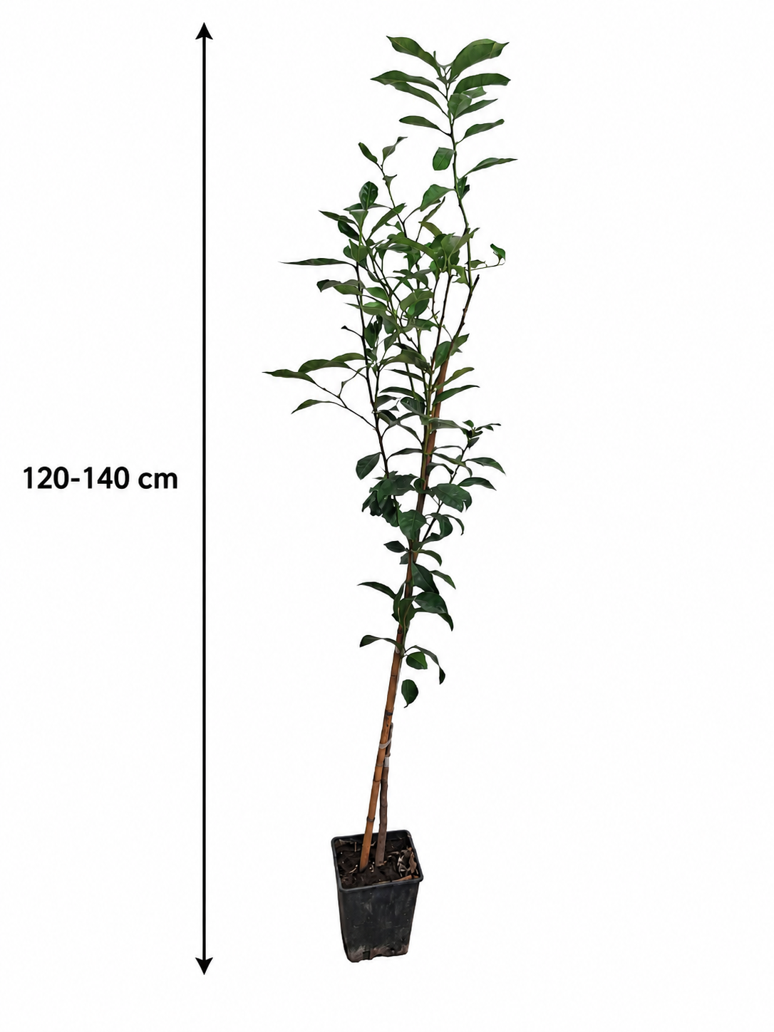 Zitronenbaum 120–140 cm Citrus limon Fino 49 echtes Zitronenbäumchen Mediterraner Zitrusbaum Stämmchen
