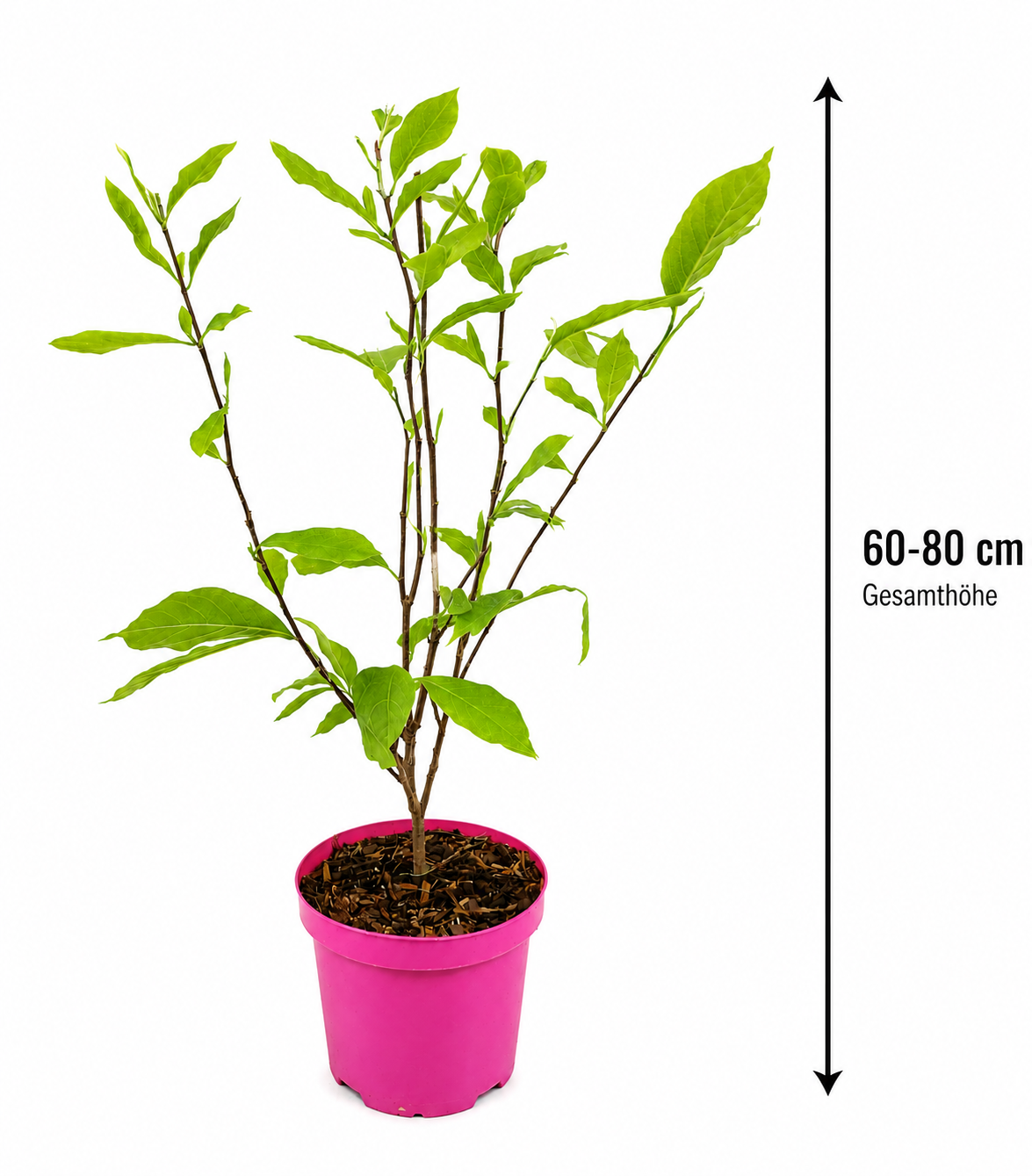 Magnolia 'Soulangeana' 60-80 cm – okrasná rostlina do zahrady a na terasu, kvete na jaře