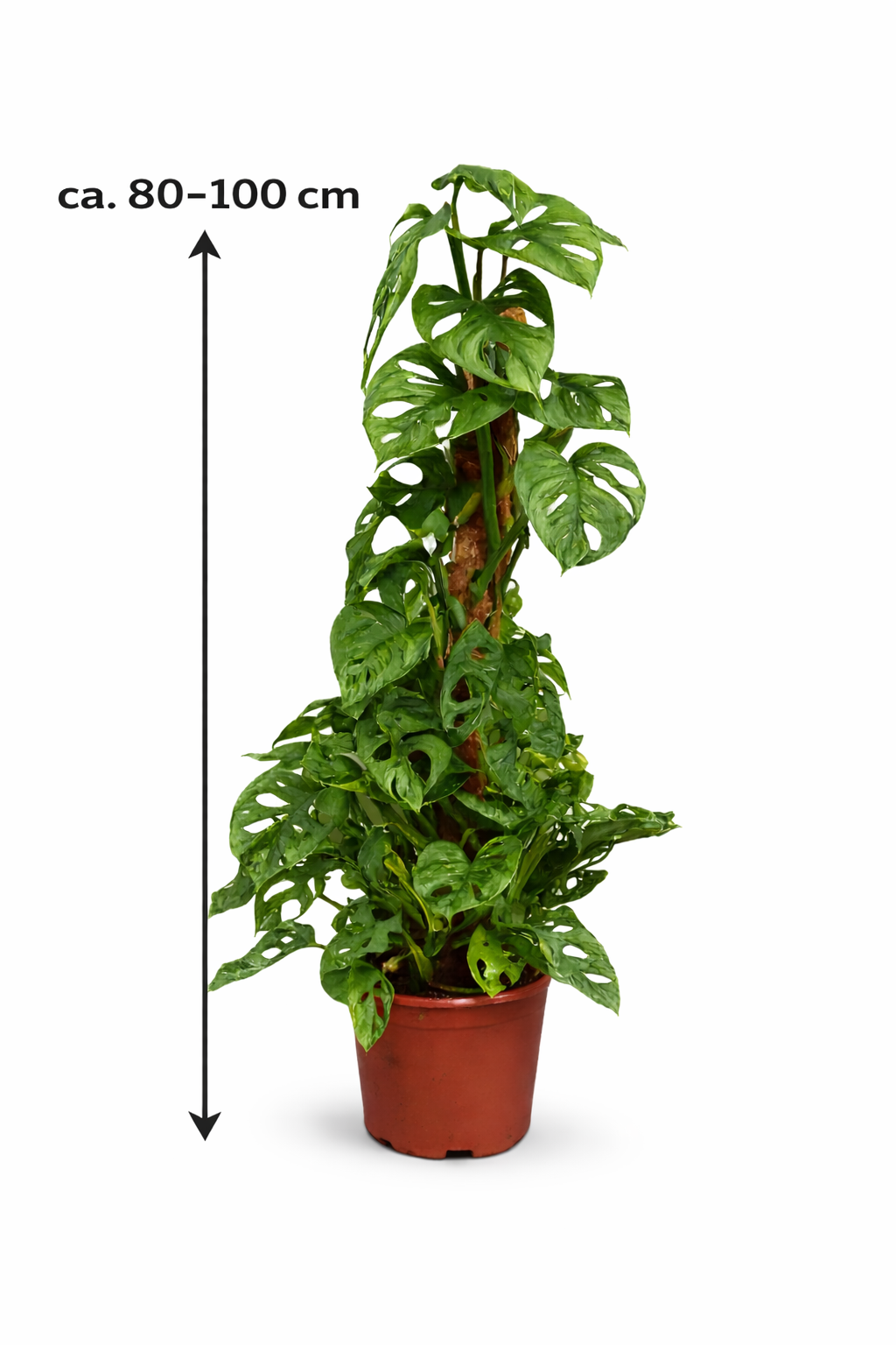 Monstera Obliqua Monkey Leaf 80–100 cm am Moosstab – Seltene Fensterbl –  Blumen-Senf®