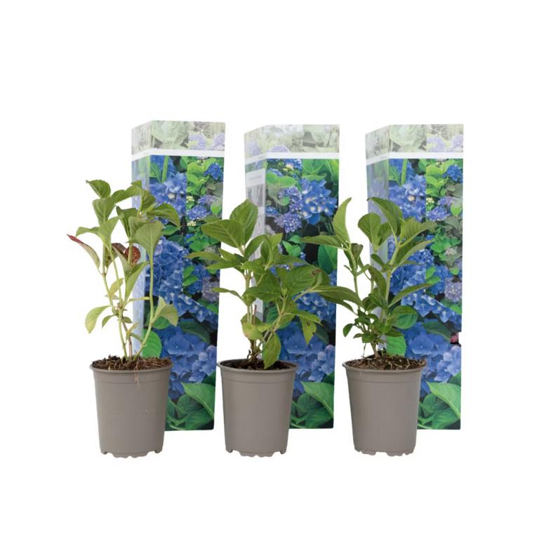 3 Pflanzen im Set Bauernhortensie Hydrangea macrophylla ‘Early Blue’ | Blühstarke Gartenhortensie, Tellerhortensie, Hydrangea Strauch