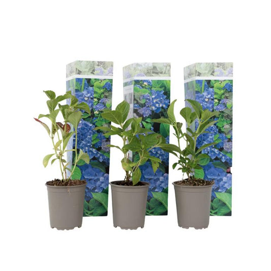 3 Pflanzen im Set Bauernhortensie Hydrangea macrophylla ‘Early Blue’ | Blühstarke Gartenhortensie, Tellerhortensie, Hydrangea Strauch