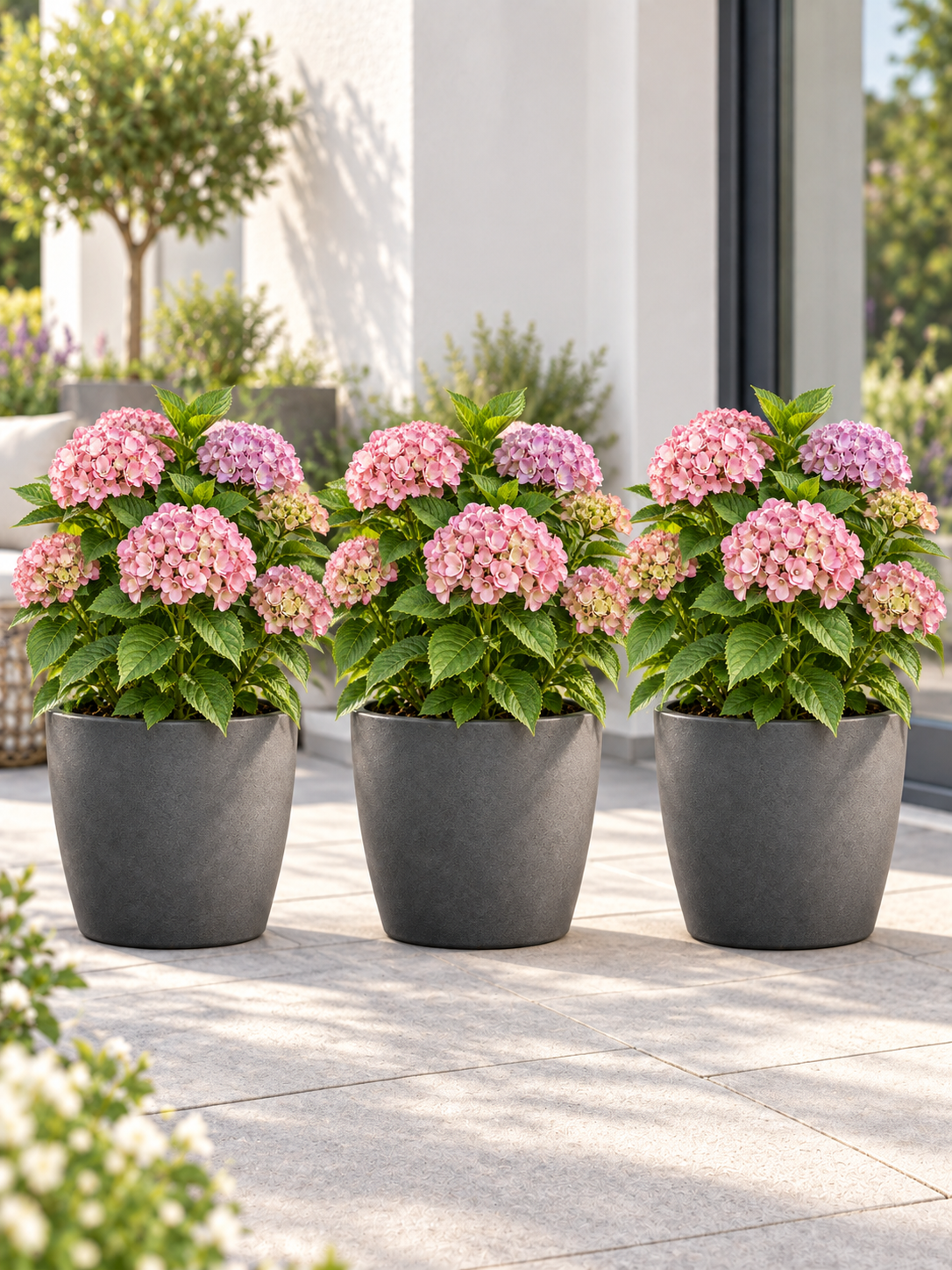 3er-Set Bauernhortensie ‘Ayesha’ 20–30 cm – Rosa Hydrangea macrophylla für Garten und Kübel