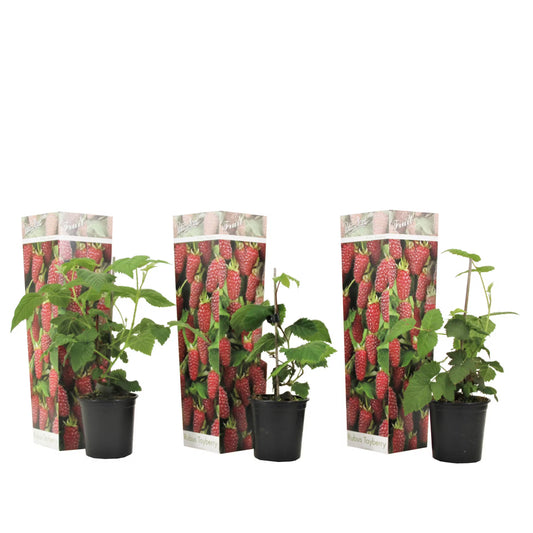 3 Stück Tayberry Pflanze – Brombeere & Himbeere Kreuzung (Rubus 'Tayberry') – Beerenstrauch 25–40 cm – robuste Obstpflanze für Garten & Terrasse