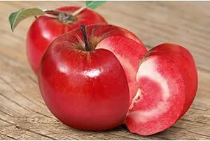 Säulenapfel Baya® Marisa – rotschaliger Apfelbaum im Topf, kompakt & pflegeleicht für Garten, Terrasse & Balkon