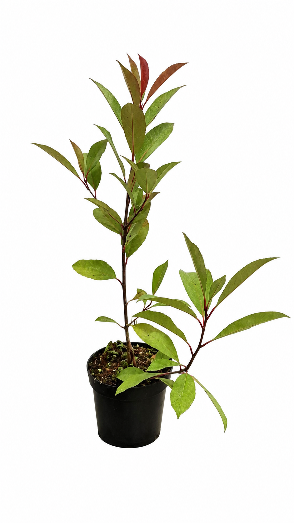 Rote Glanzmispel Red Robin 40–60 cm – Immergrüne Heckenpflanze, Photinia fraseri, winterhart, rote Austriebe