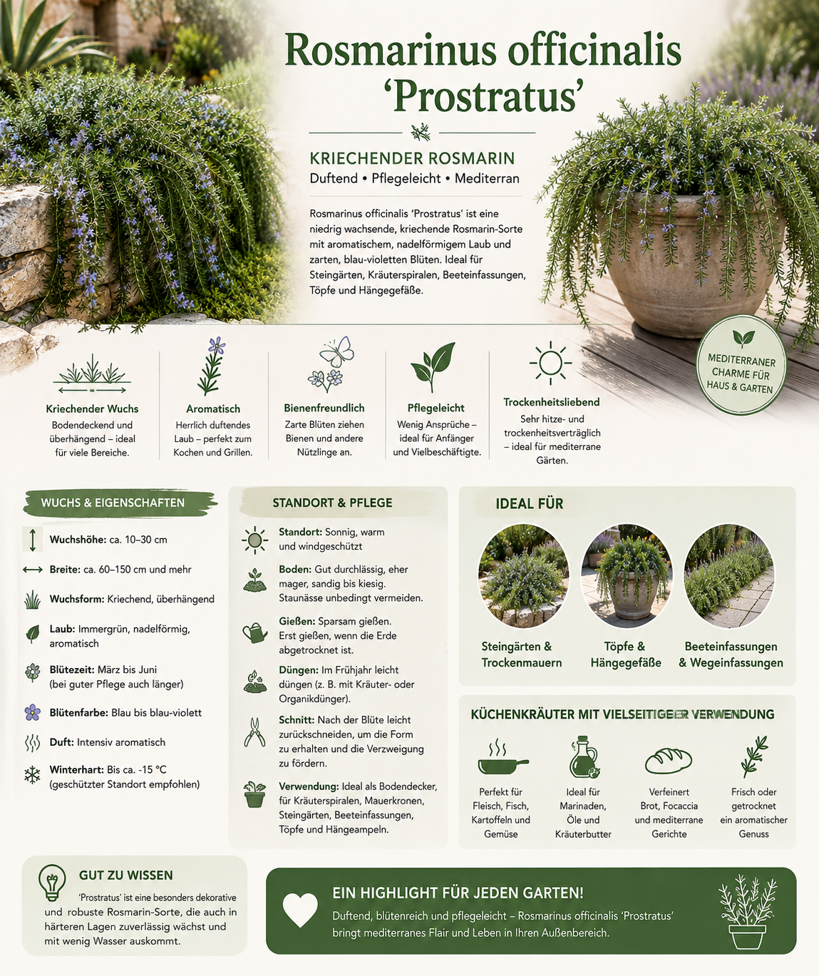 Hängender Rosmarin Prostratus im 12 cm Topf – Kriechrosmarin winterhart immergrün aromatisch für Balkon Garten und Küche
