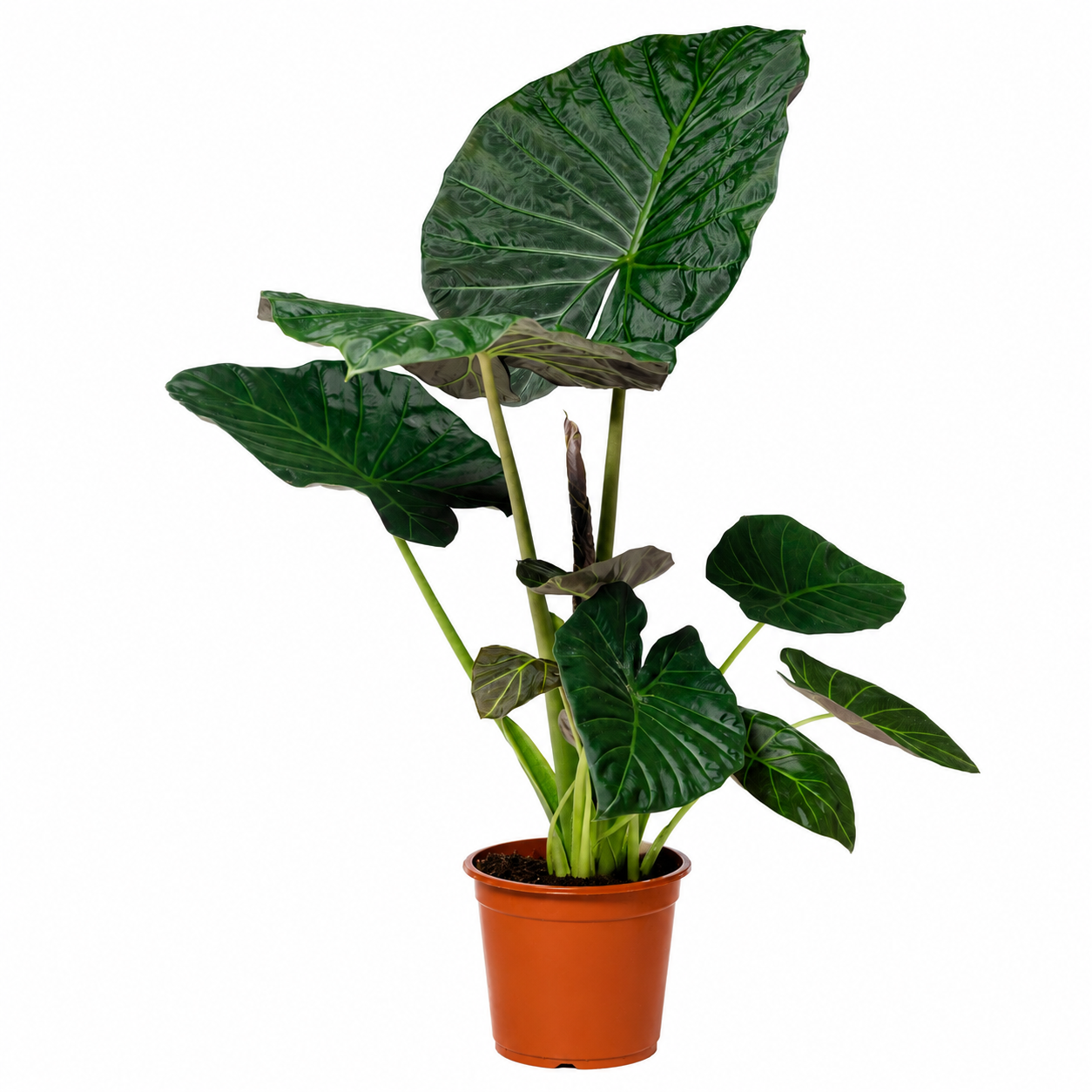 Alocasia Regal Shield 60–80 cm – Elefantenohr – Pfeilblatt – Tropische Zimmerpflanze – Große Grünpflanze für Wohnräume