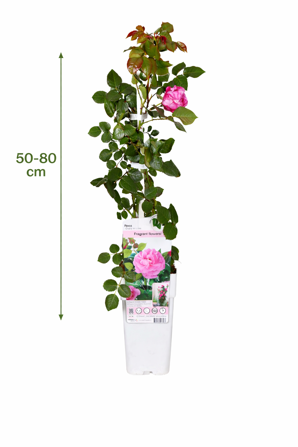 Kletterrose Rosa Crazy in Love Pink 50-70 cm Edelrose rosa blühend winterhart duftend Gartenrose Rankrose
