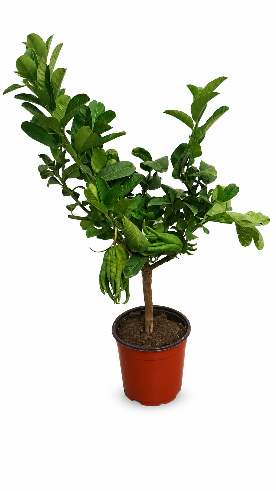 Buddhas Hand Zitronenbaum als Stämmchen ca. 50 cm – Citrus medica, Fingerzitrone & exotische Zitruspflanze