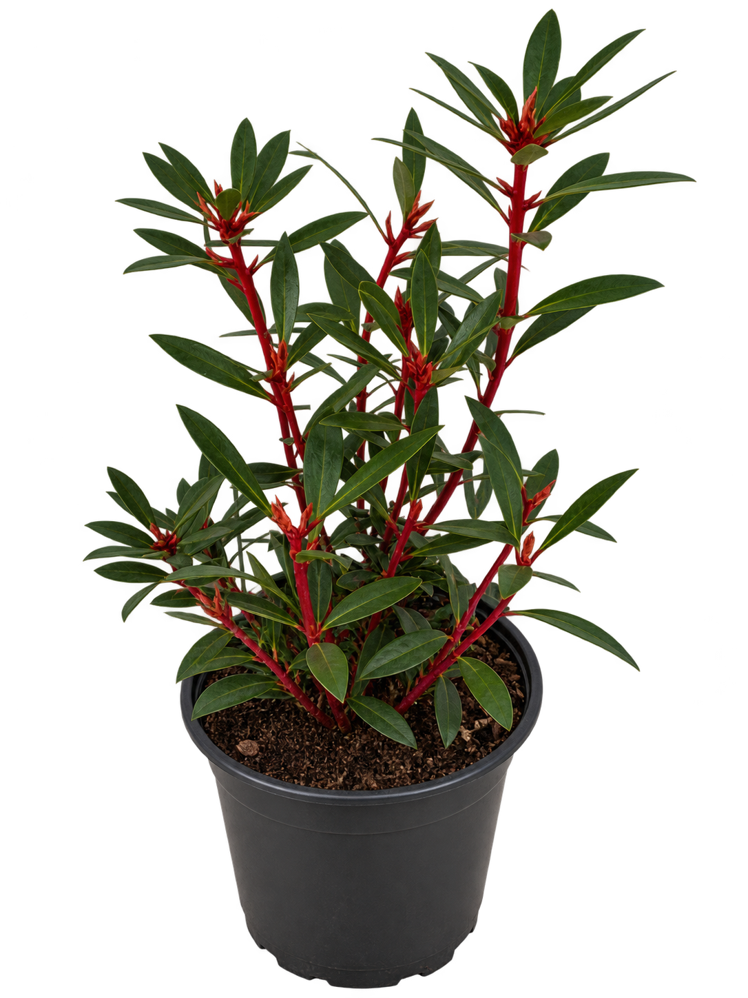 Tasmanischer Bergpfeffer ‘Red Spice’ – Drimys lanceolata, immergrüner Strauch für Garten & Kübel – 30–40 cm inkl. Topf