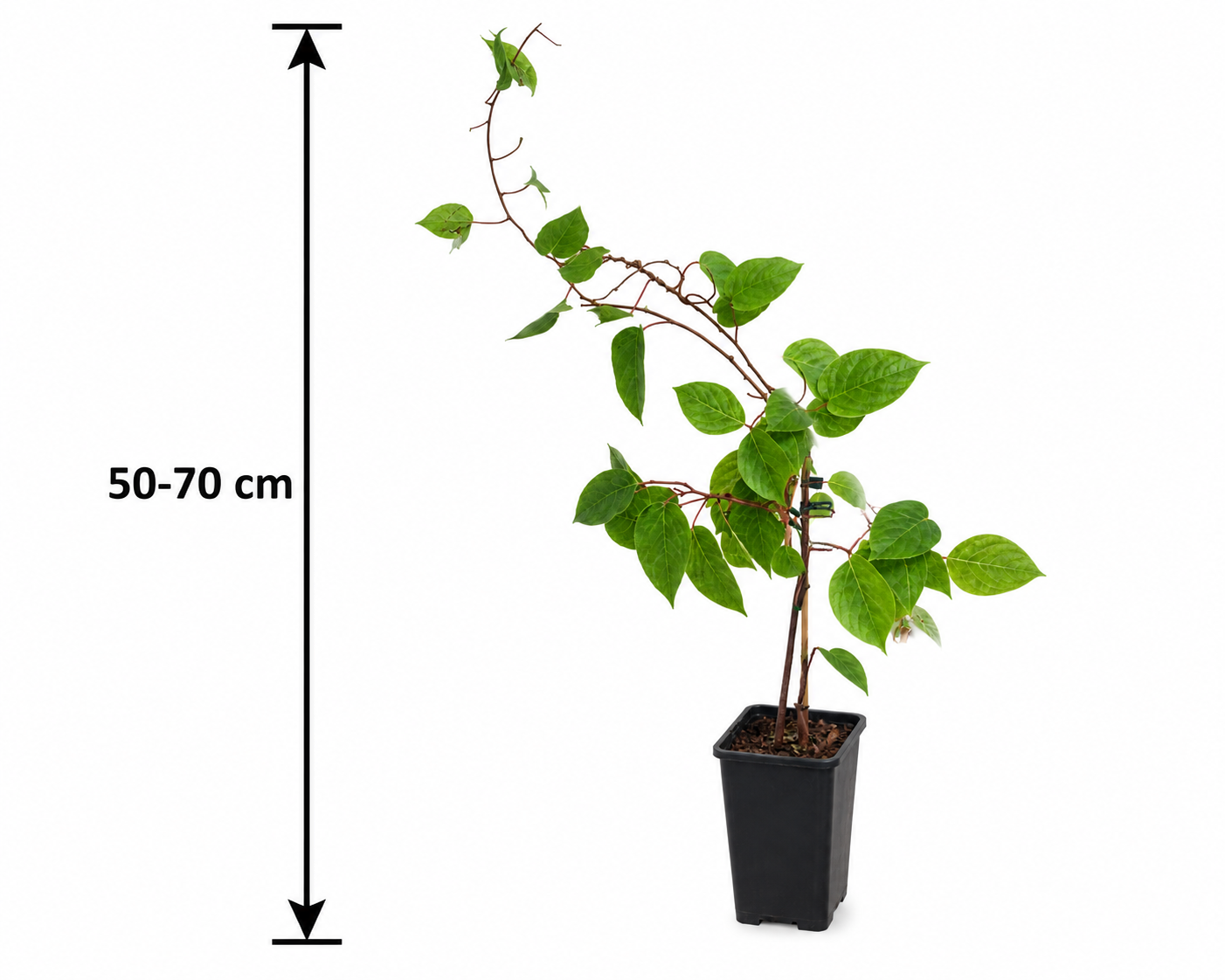 Actinidia arguta 'Nostino' 50–70 cm – Männliche Mini Kiwi – Befruchter Kiwi – Winterharte Kletterpflanze für Garten & Terrasse