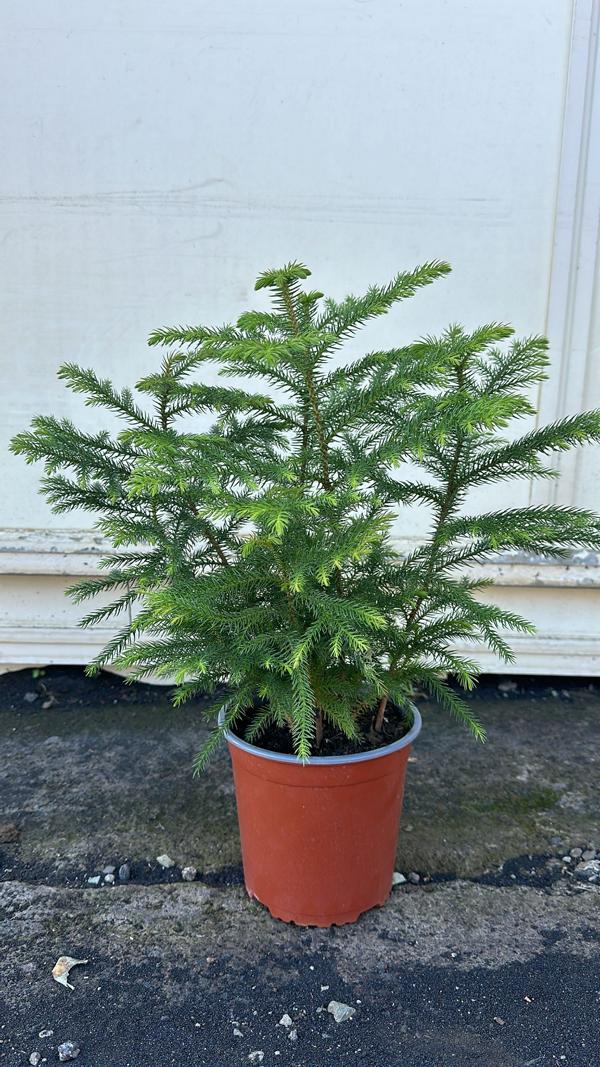 2 Stück Zimmertanne Araucaria Hawaii 50-70 cm - Exotische Zimmerpflanze - Dein grüner Blickfang im Wohnzimmer