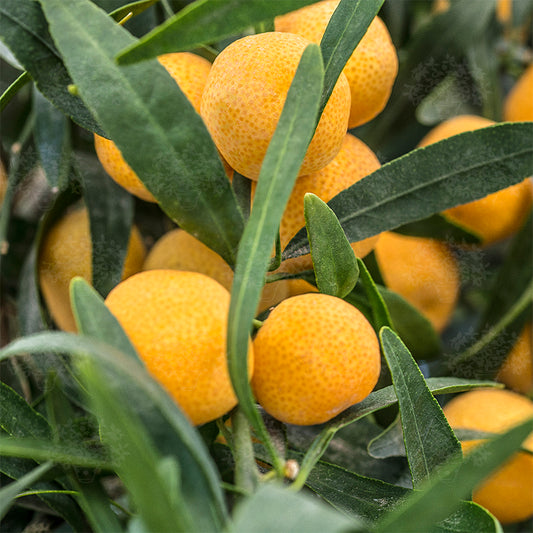 Eremocitrus glauca 70-90 cm - Australische Wüstenlimette Zitruspflanze Zitronenbaum Limette
